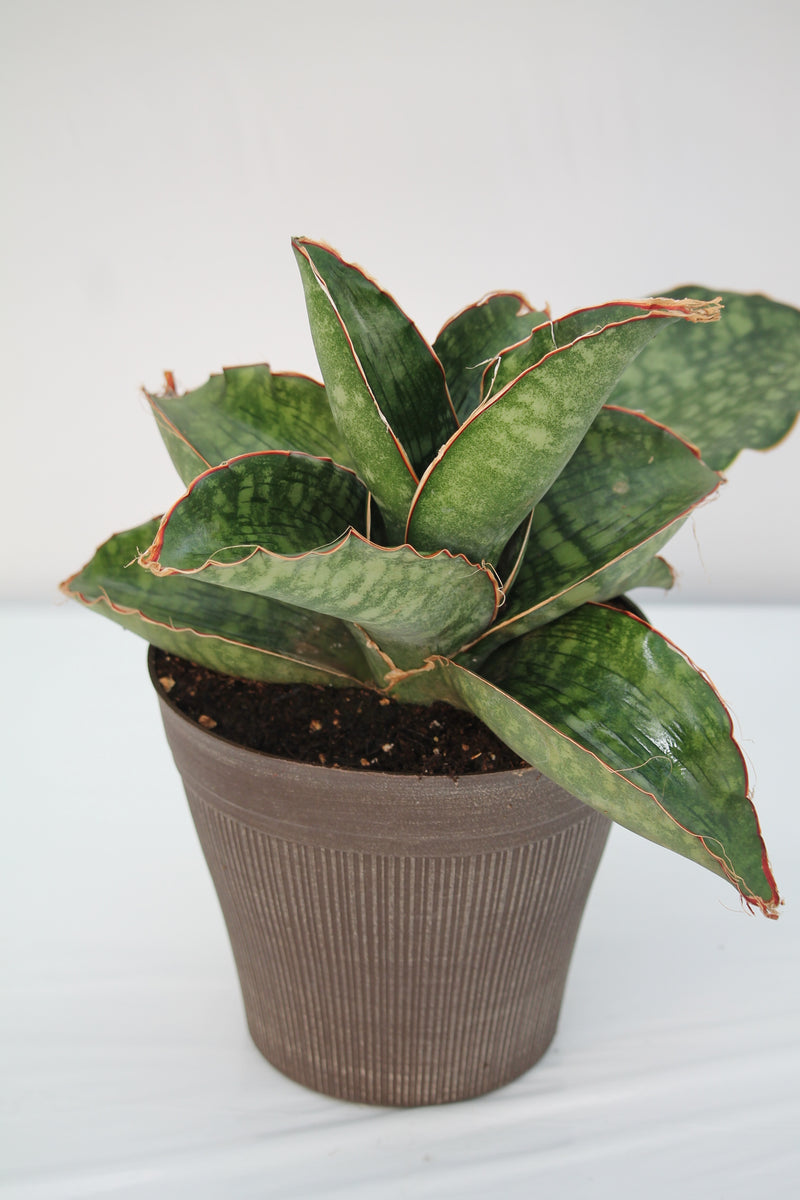 Snake Plant Dragon Wing