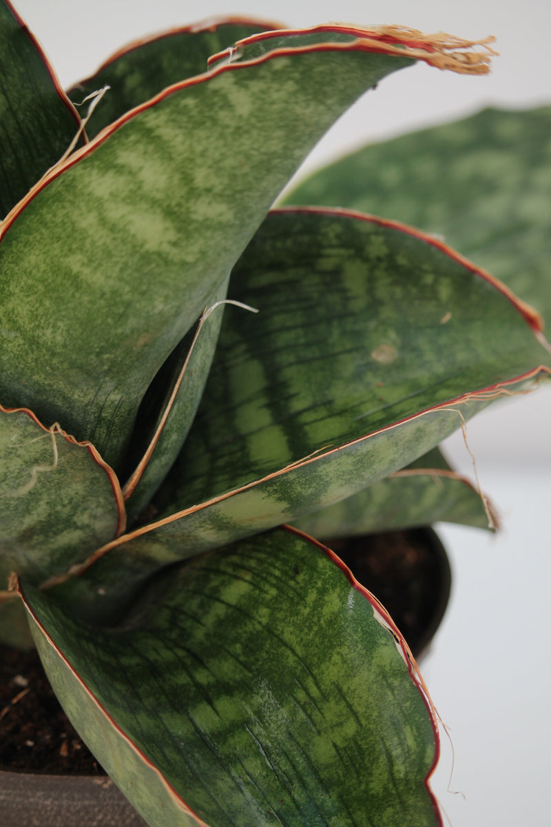 sansevieria sp tanzania Snake Plant Dragon Wing