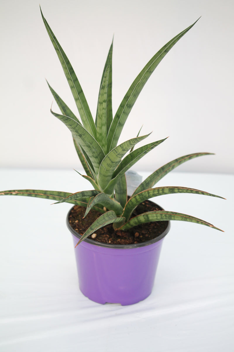 Snake Plant Tom Gracilis