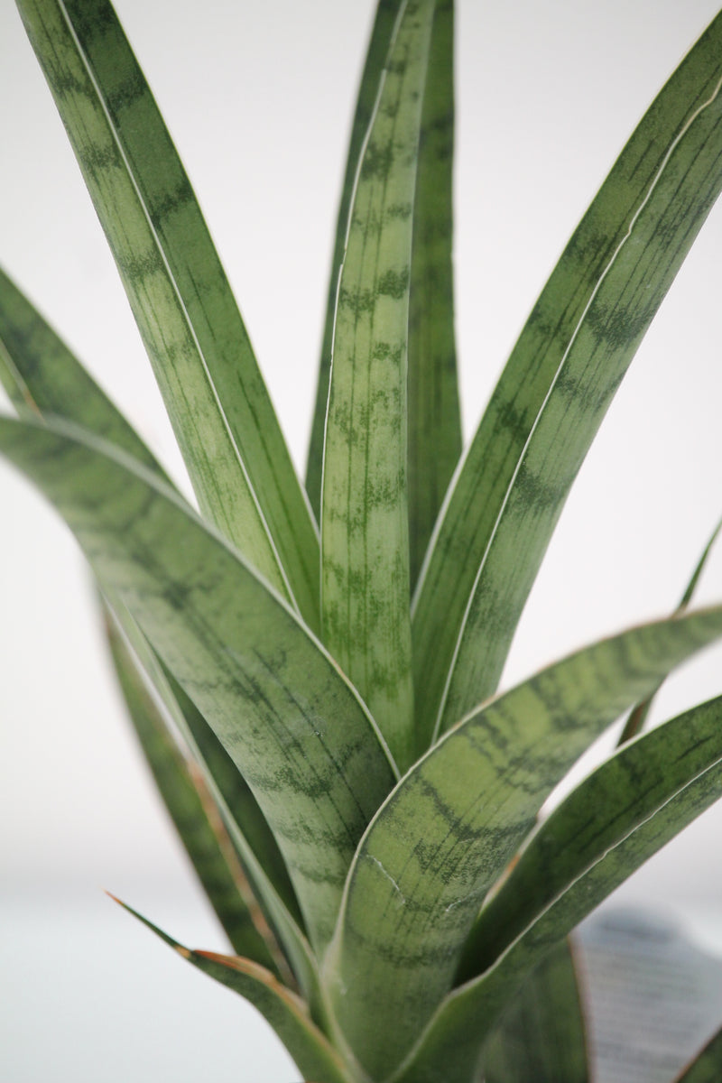 Snake Plant Tom Gracilis