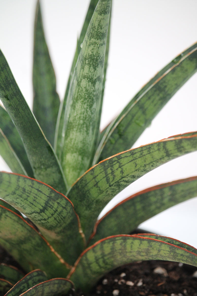 silver nymph sansevieria Snake Plant Silver Nymph