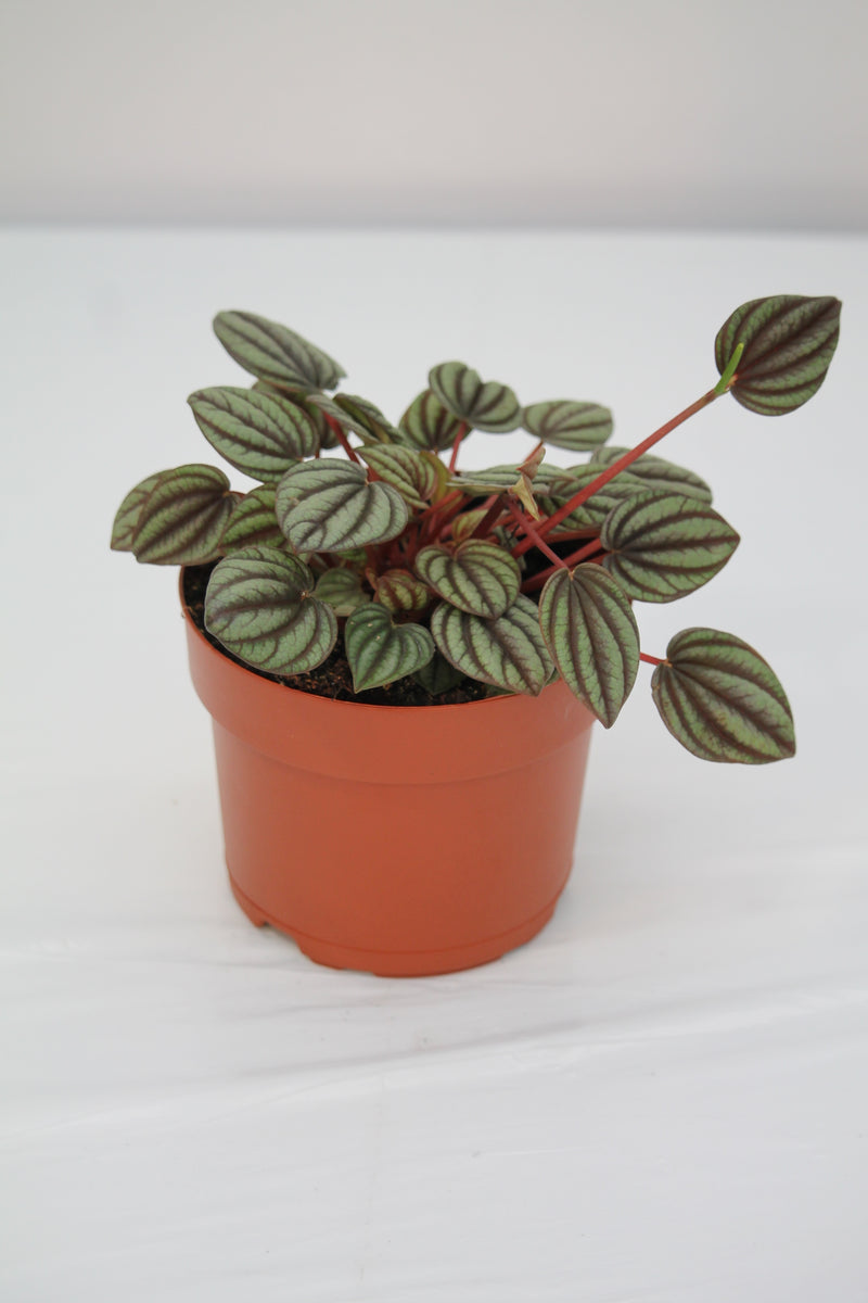 Peperomia Piccolo Banda Peperomia Family Flowers Inc