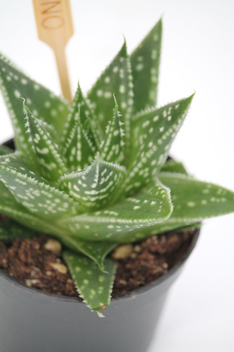 wolfgang succulent Gasteria 'Wolfgang ' – Family Flowers Inc