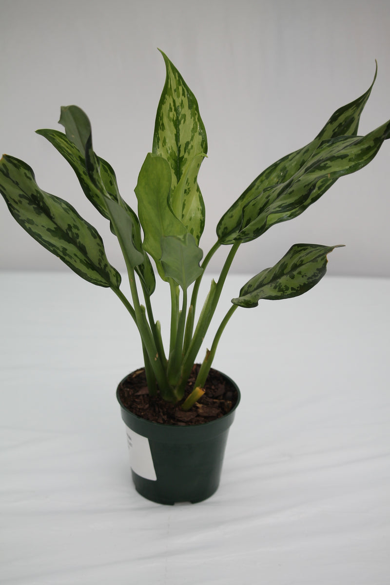 aglaonema juliette Aglaonema Juliette – Family Flowers Inc