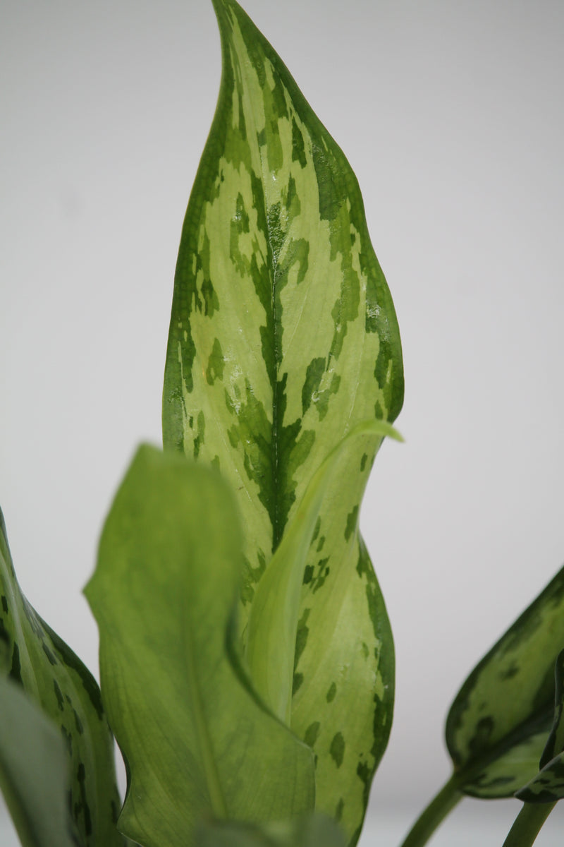 Aglaonema Juliette – Family Flowers Inc