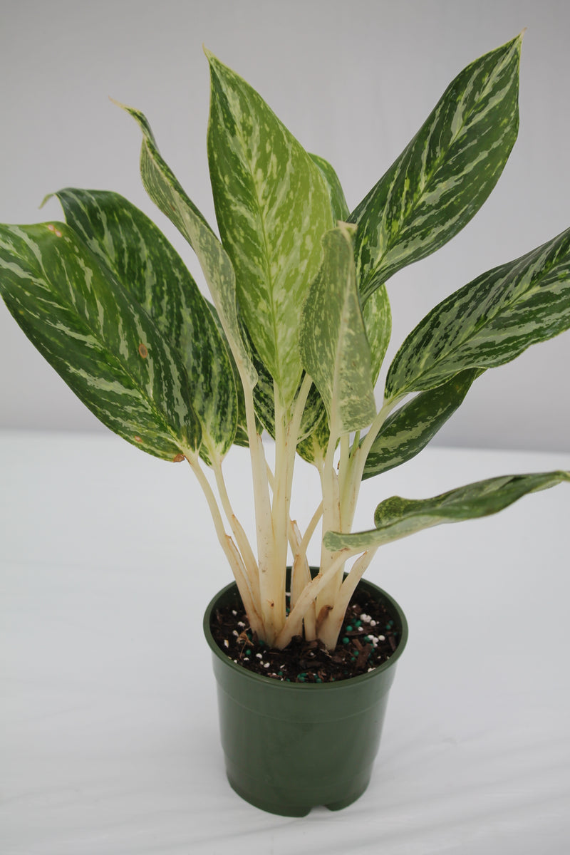 aglaonema golden madonna hardness Aglaonema Golden Madonna – Family Flowers Inc