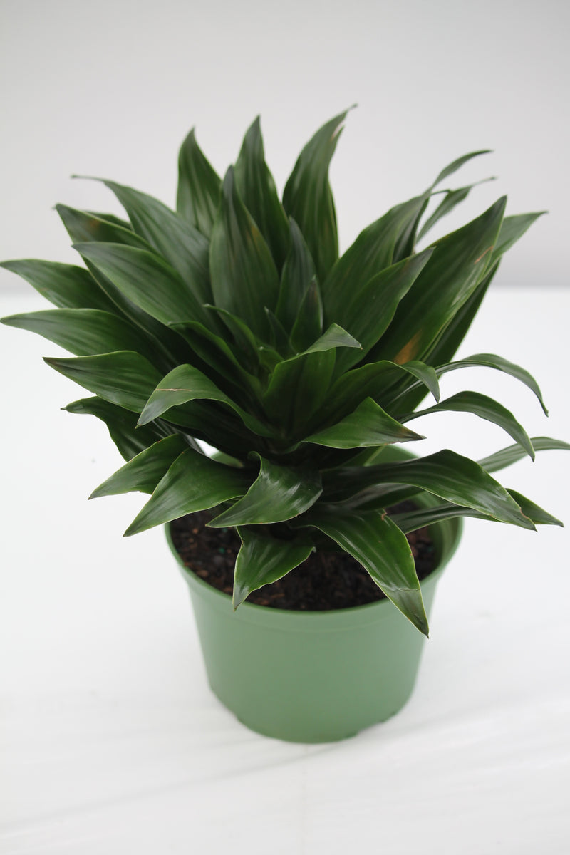 dracaena janet craig wikipedia Dracaena Janet Craig – Family Flowers Inc