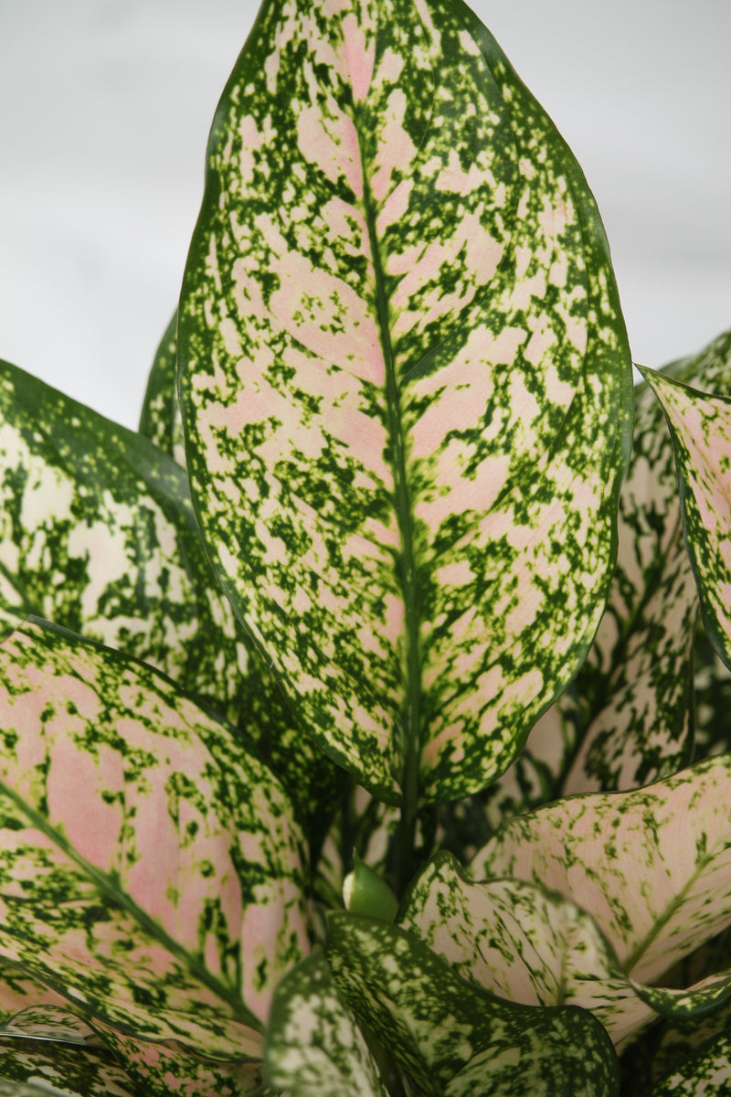 etta rose aglaonema price Aglaonema Etta Rose – Family Flowers Inc