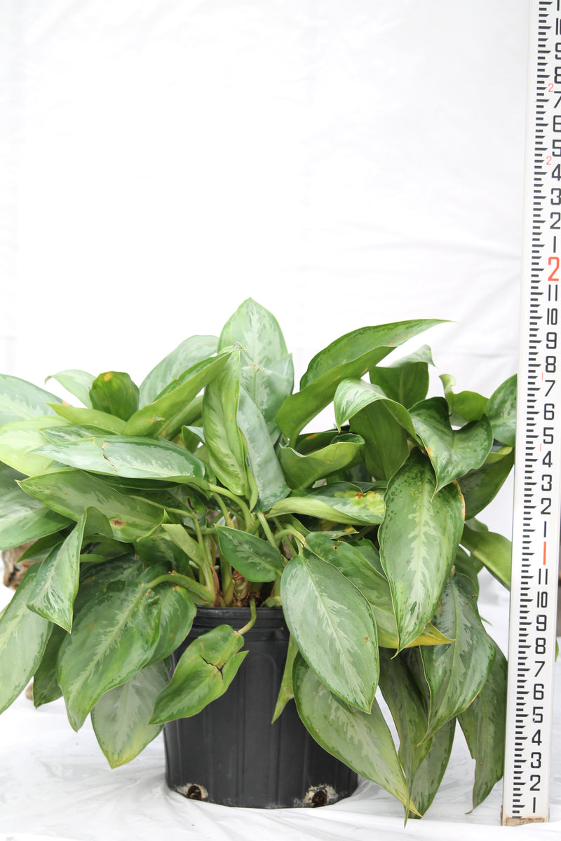 aglaonema silverado Aglaonema Silverado – Family Flowers Inc