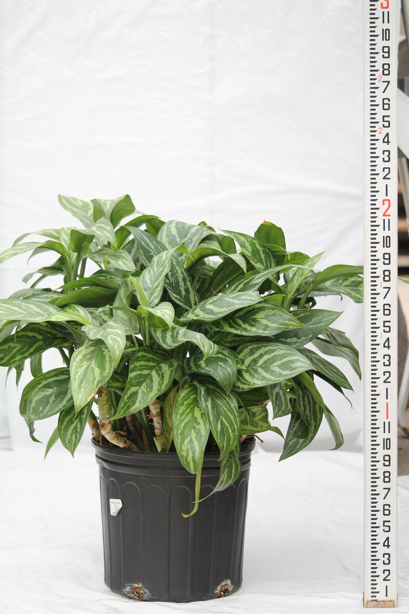 Aglaonema Tigress – Family Flowers Inc