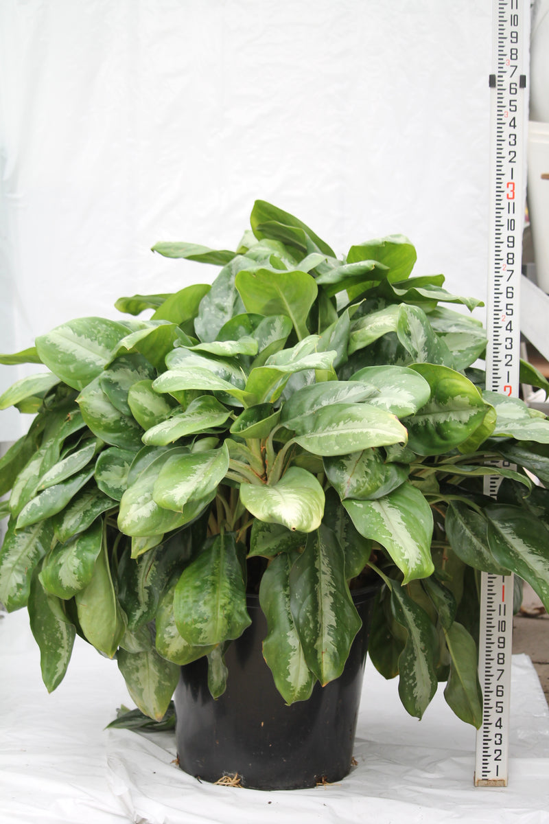 aglaonema key largo Aglaonema Key Largo – Family Flowers Inc