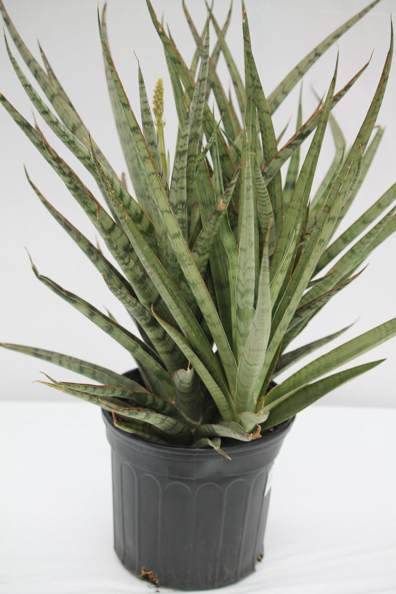 sansevieria giga spiky Snake Plant Spiky