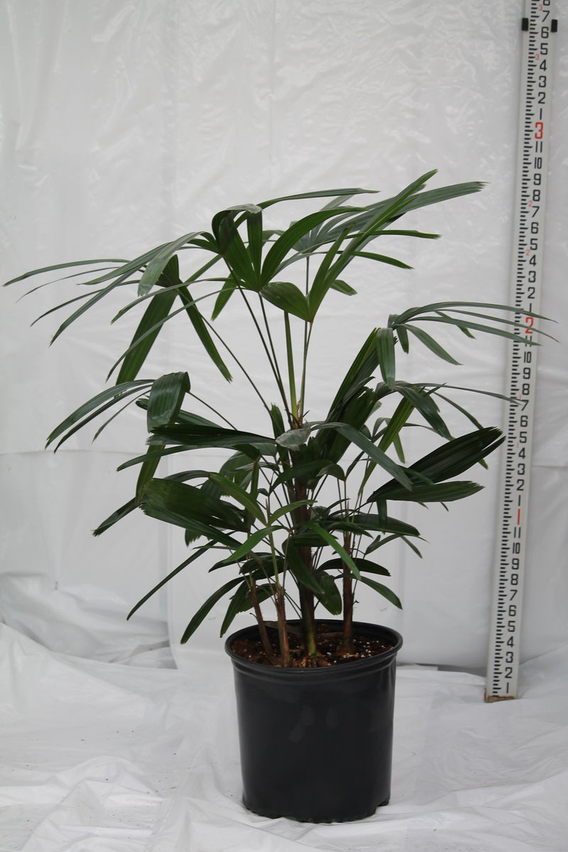 Palm Lady - Rhapis excelsa – Family Flowers Inc