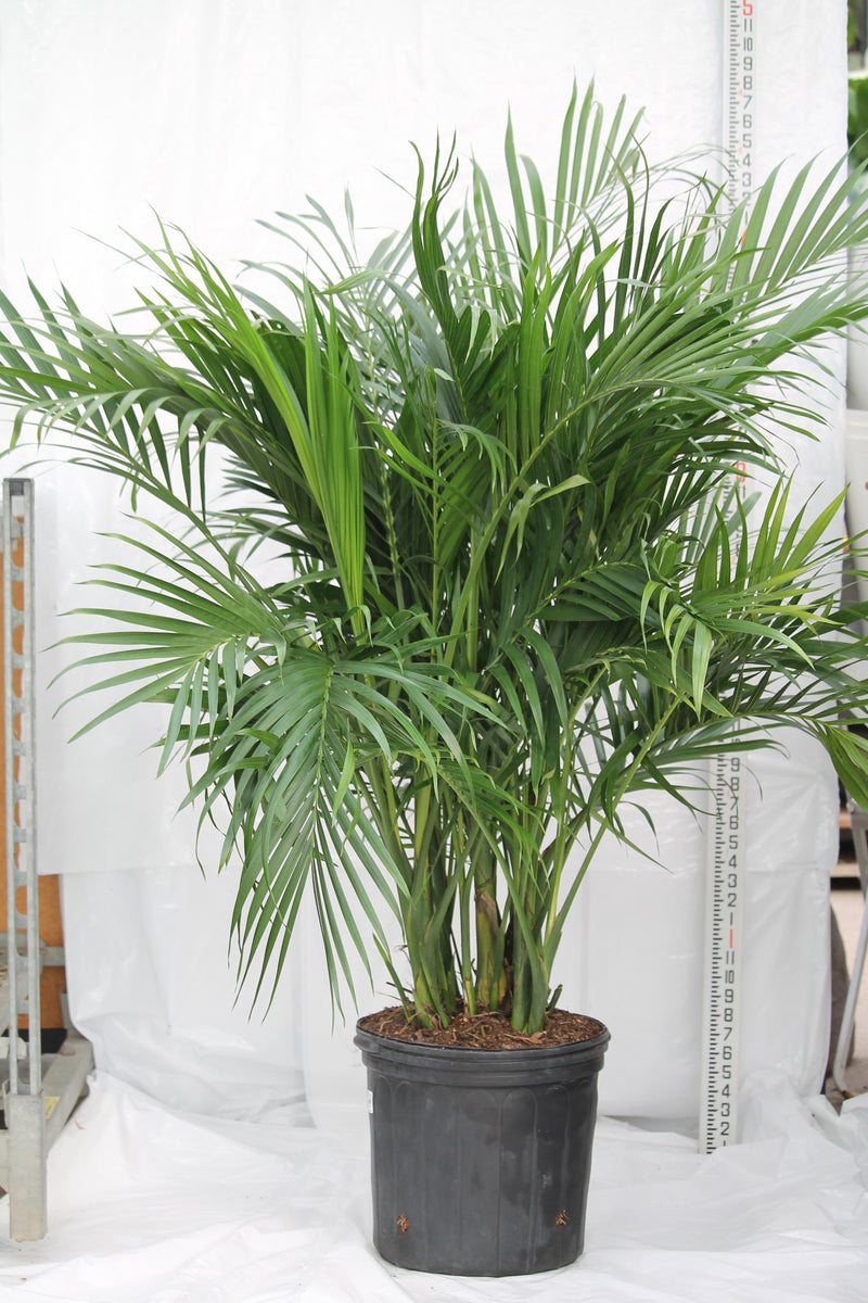 Palm Cat