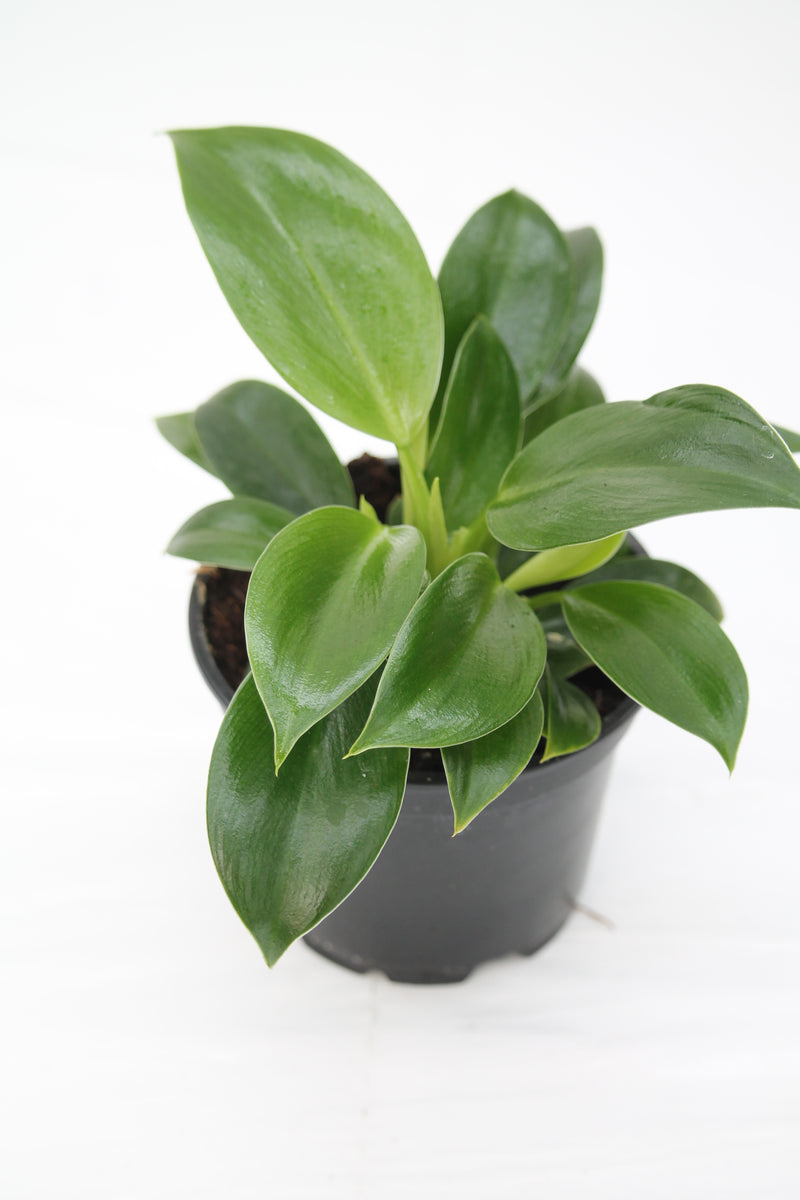Philodendron Mia – Family Flowers Inc