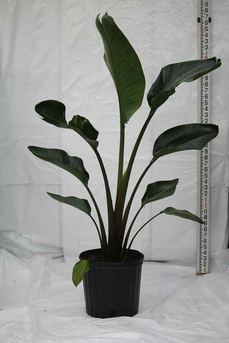 Bird of Paradise White - Strelitzia reginae – Family Flowers Inc