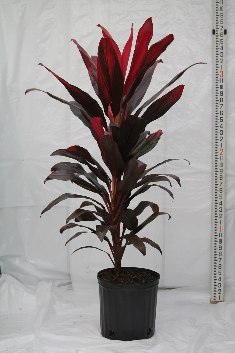 dracaena cordyline florica Cordyline Florica