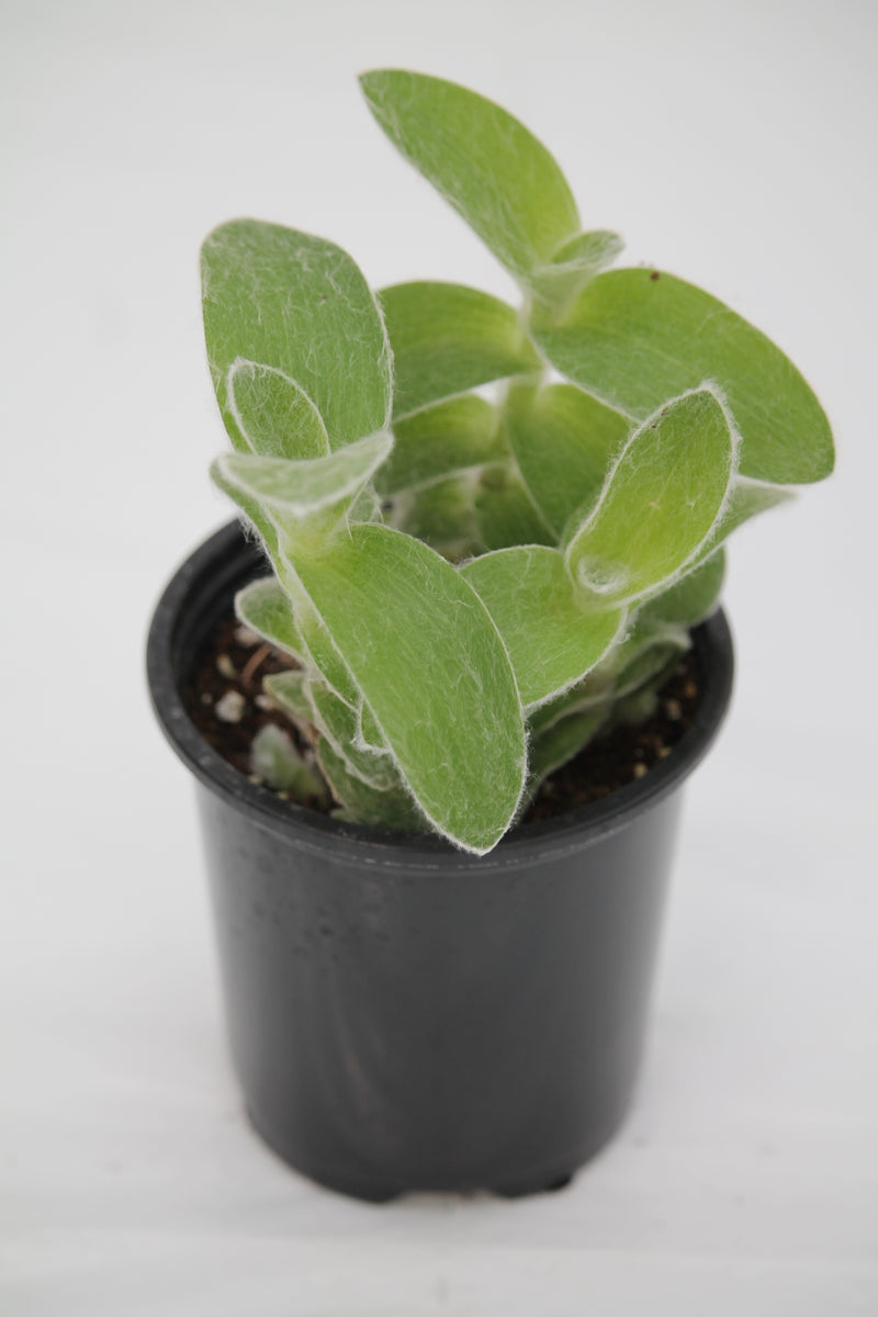 white velvet succulent Wandering Jew White Velvet