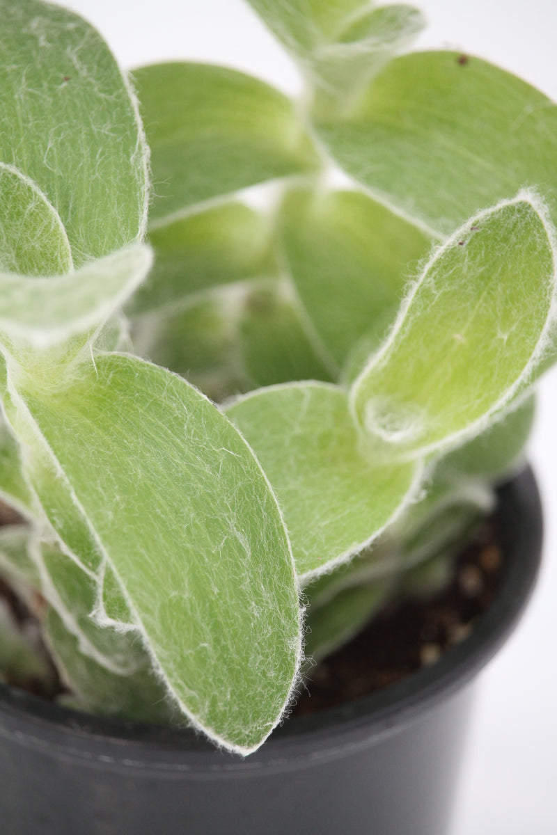 white velvet indoor plant Wandering Jew White Velvet