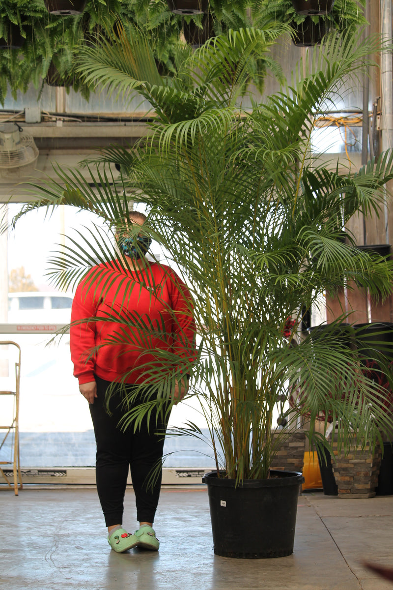 areca palm buy canada Palm Areca