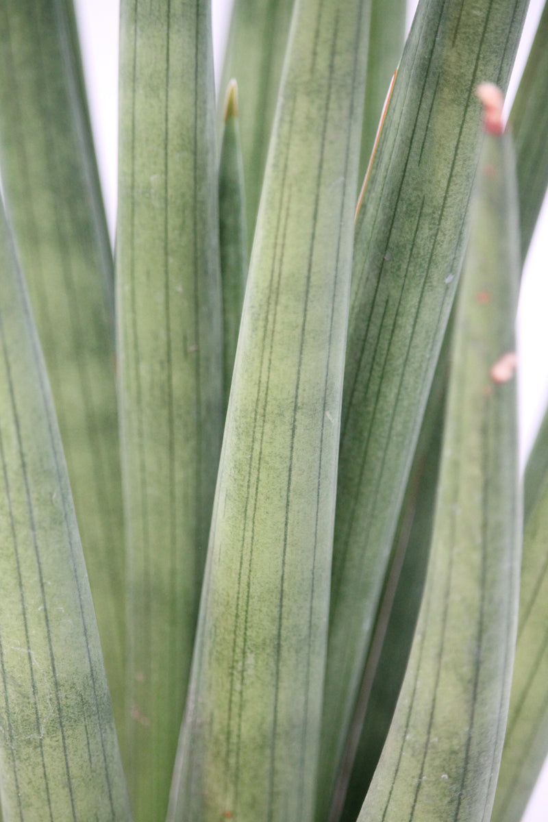 sansevieria bob Snake Plant Bob Smoley