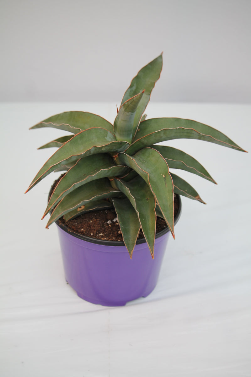 sansevieria powysii Snake Plant Blue Kew