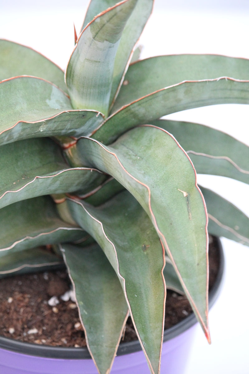 サンスベリア ブルーキュ斑入 Sansevieria Blue Kew Sansevieria Blue Kew Care - Sun, Water, Soil & Humidity