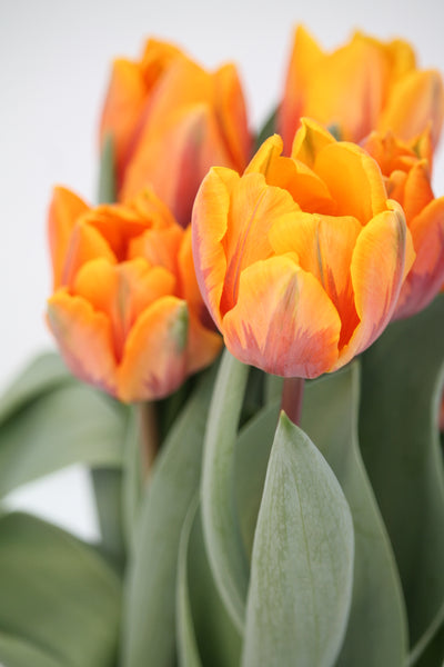 Spring Bulbs - Tulips