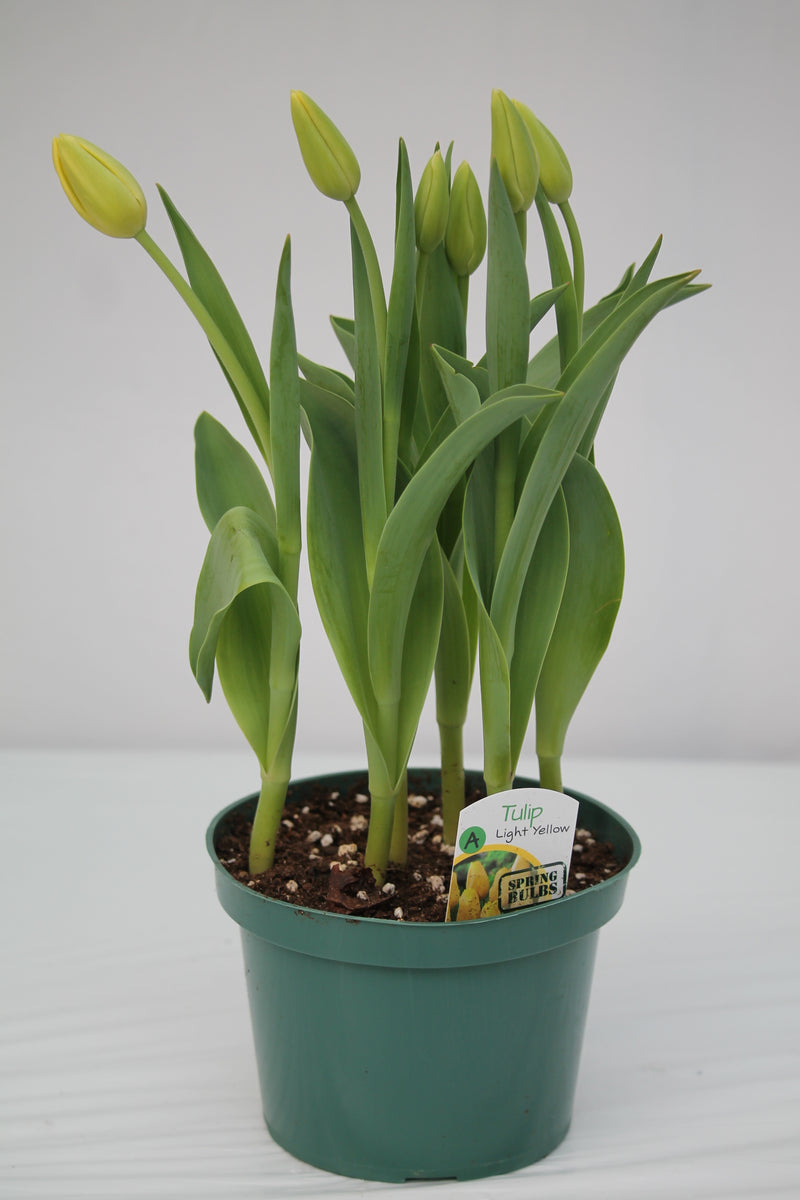 Spring Bulbs - Tulips – Family Flowers Inc