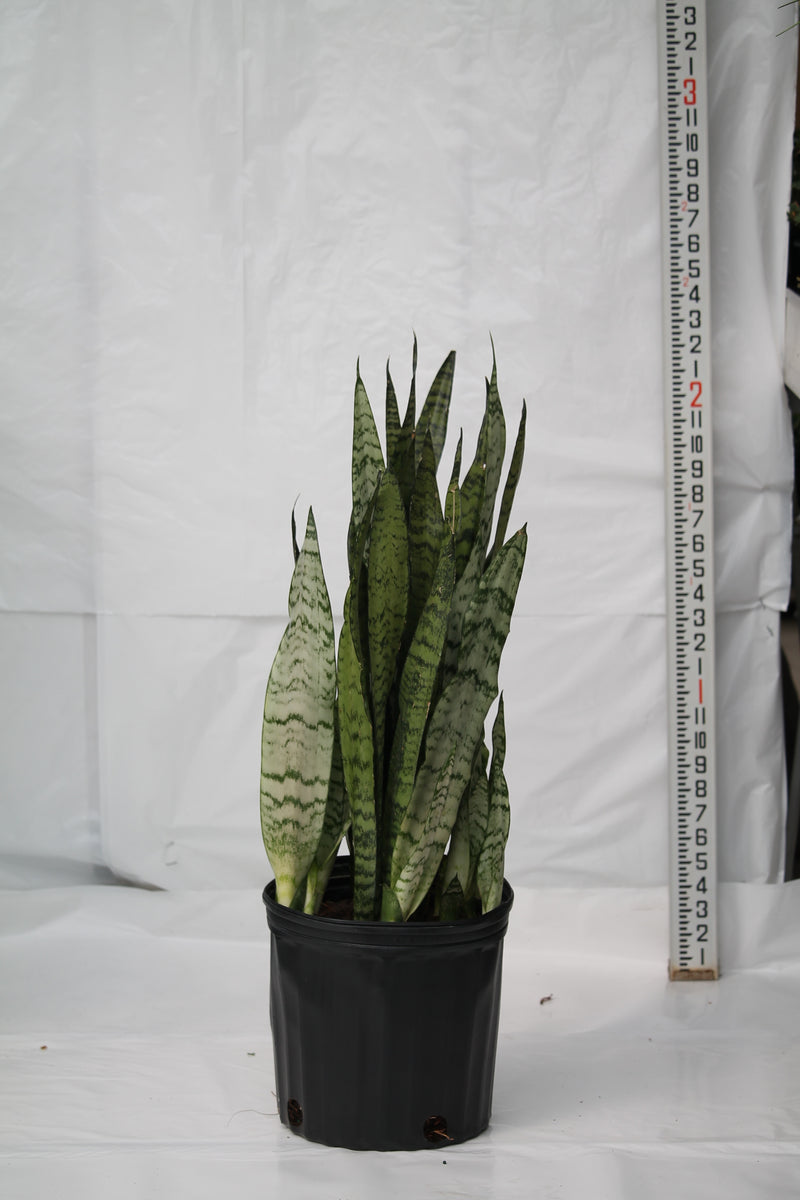Snake Plant Wintergreen