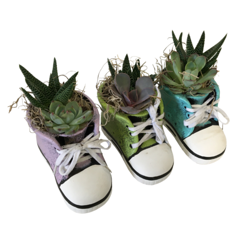 converse succulent shoes Succulent Shoe Planter – Family Flowers Inc