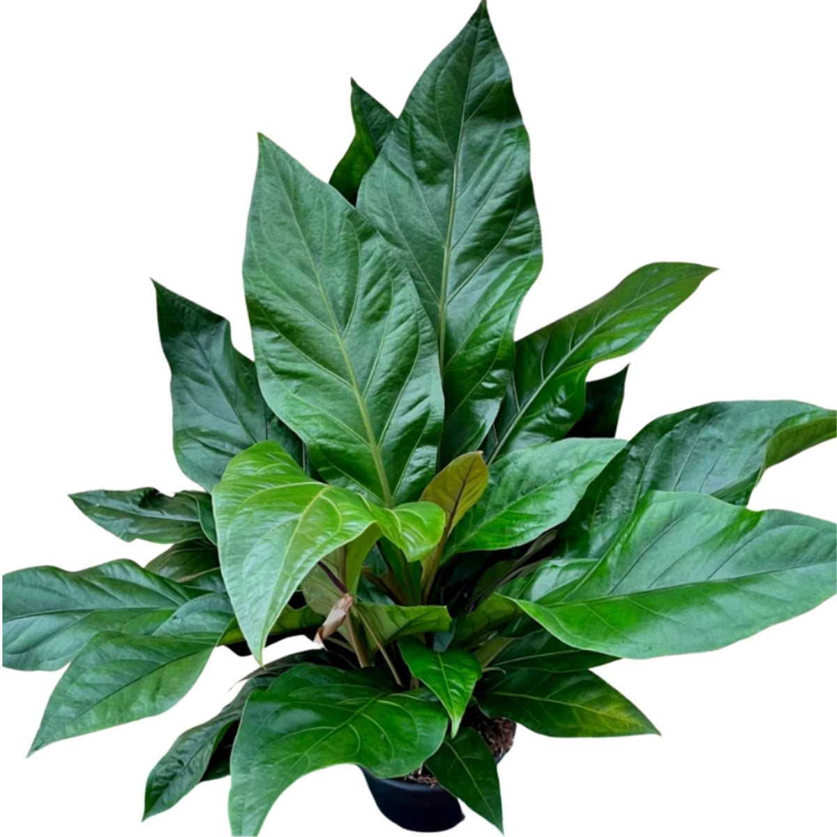 anthurium jungle bush giftig Anthurium Jungle Bush – Family Flowers Inc