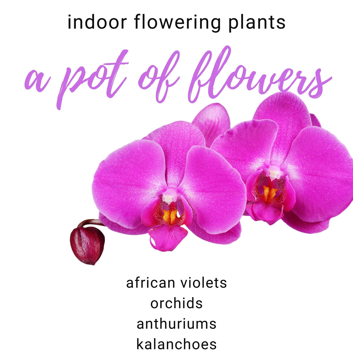 Flowering Houseplants Family Flowers Inc
