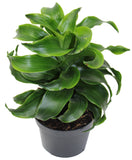 Dracaena Janet Craig