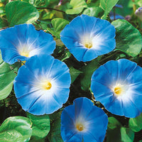 Morning Glory Seeds