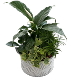Peace Lily Mixed Planter