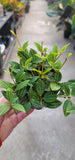 Peperomia Angulata