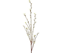 Pussy Willow Everlasting Branch