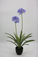 Everlasting Plant