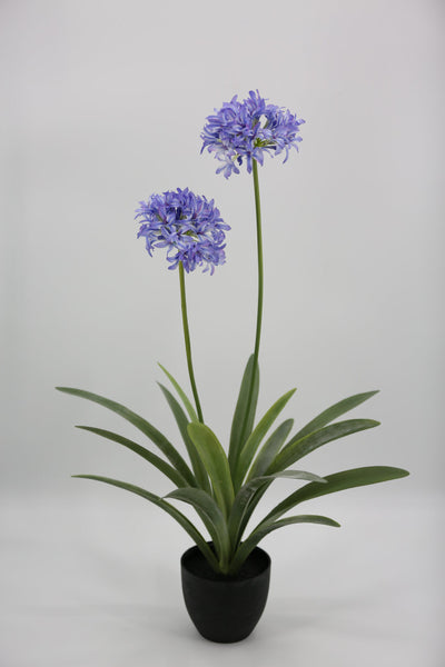 Everlasting Plant