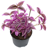 Wandering Jew Purpusii - Tradescantia zebrina