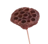 Lotus Pods - Holiday Pick