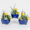 Spring Garden
