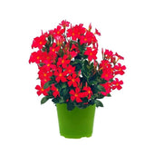 Dipladenia