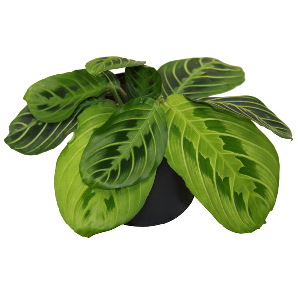 Prayer Plant Lemon Lime - Maranta leuconeura