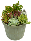 Succulent Garden