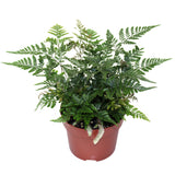 Fern Korean Rock - Polystichum tsus-simense
