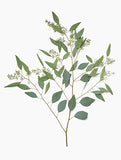 Eucalyptus Bunch