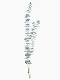Eucalyptus Bunch