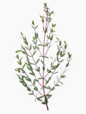 Eucalyptus Bunch